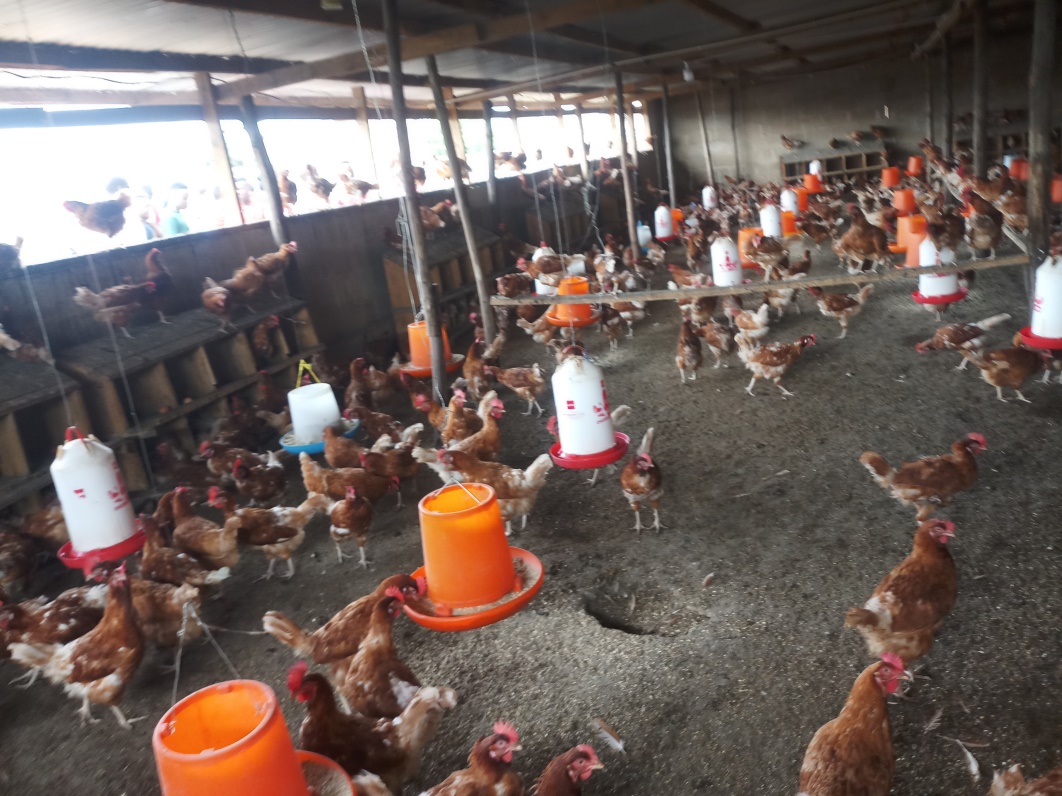 Layer chickens 10 YG