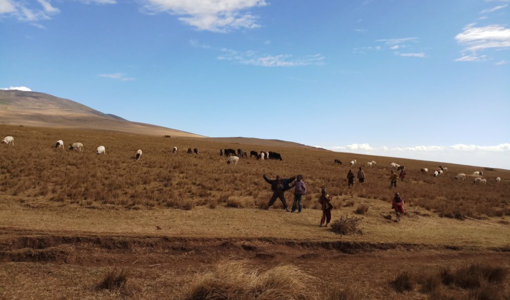 maasai children near grazing livestock around in Ngorongoro Conservation Area Tanzania